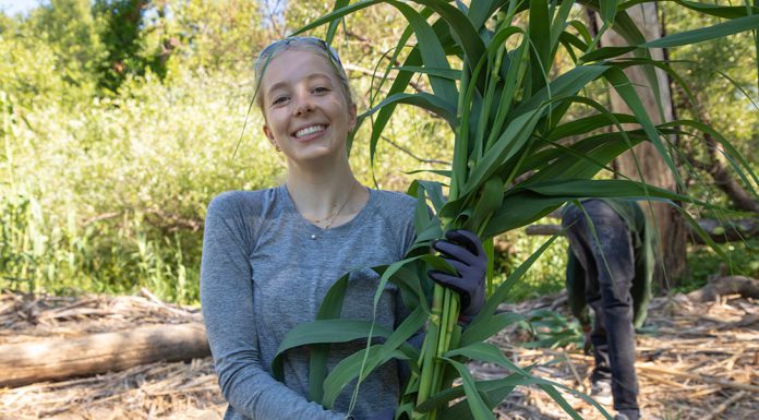 Rotarian Arundo removal project gets national attention