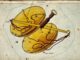 Free Will Astrology