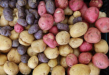 colorful potatoes