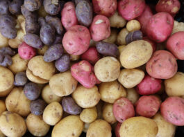 Things to do in Healdsburg, August 20-26 colorful potatoes