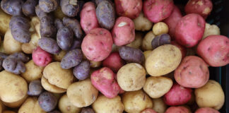 Things to do in Healdsburg, August 20-26 colorful potatoes