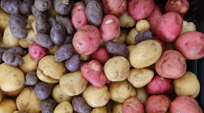 Things to do in Healdsburg, August 20-26 colorful potatoes