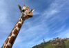 Snapshot: On safari in Sonoma giraffe