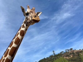 giraffe