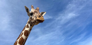 giraffe