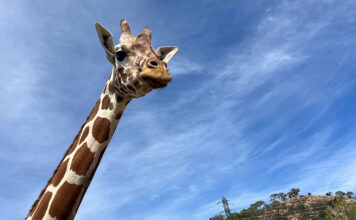 giraffe