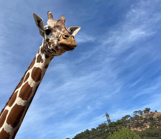 Snapshot: On safari in Sonoma giraffe