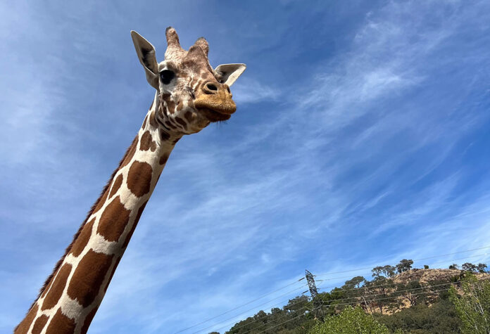 giraffe